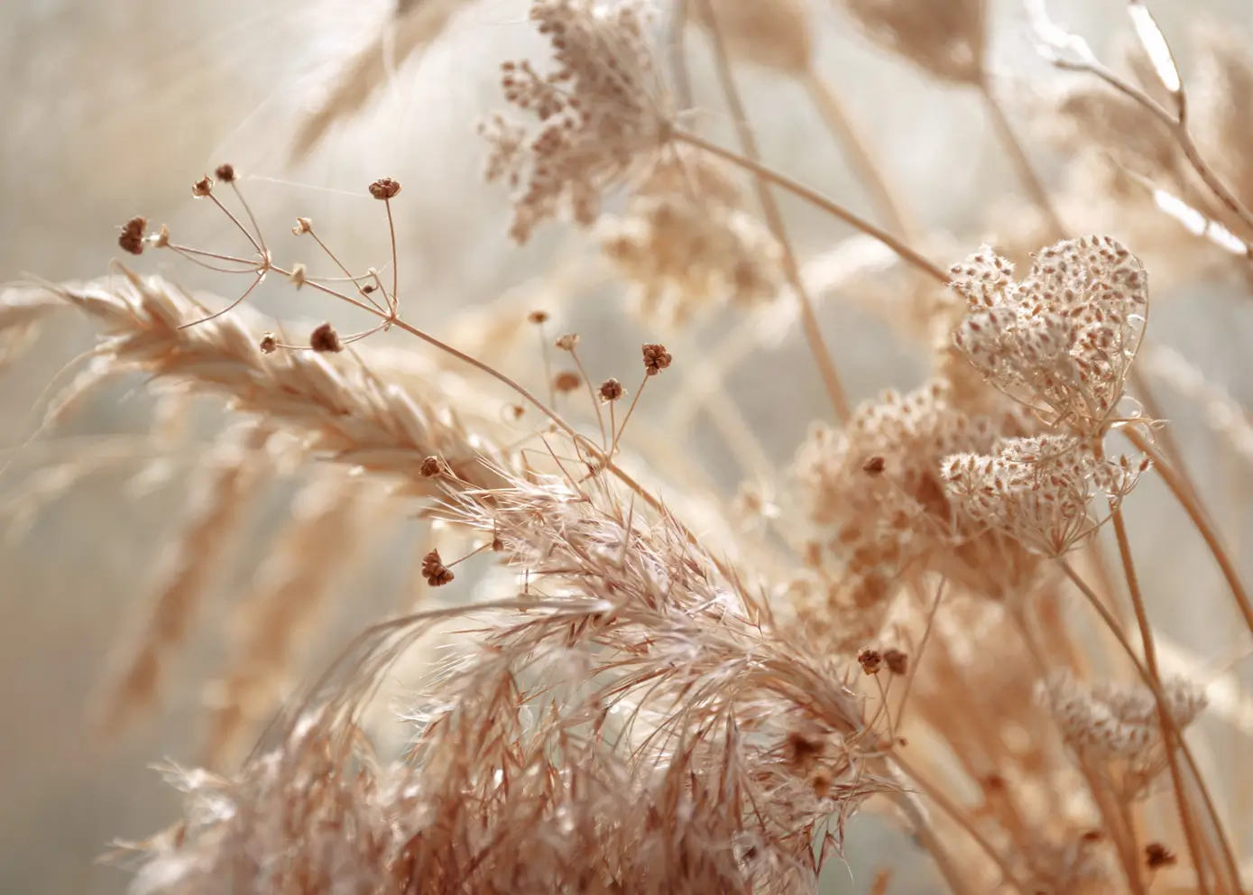 Obraz na płótnie - Pampas Grass Close Up