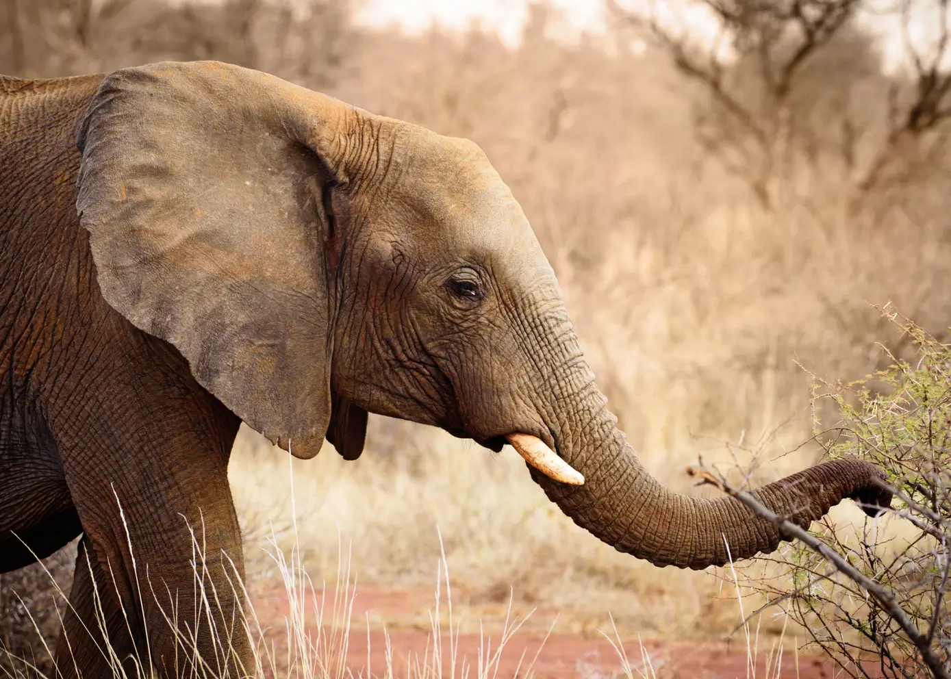 Obraz na płótnie - African Elephant