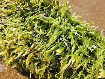 Caulerpa brachypus