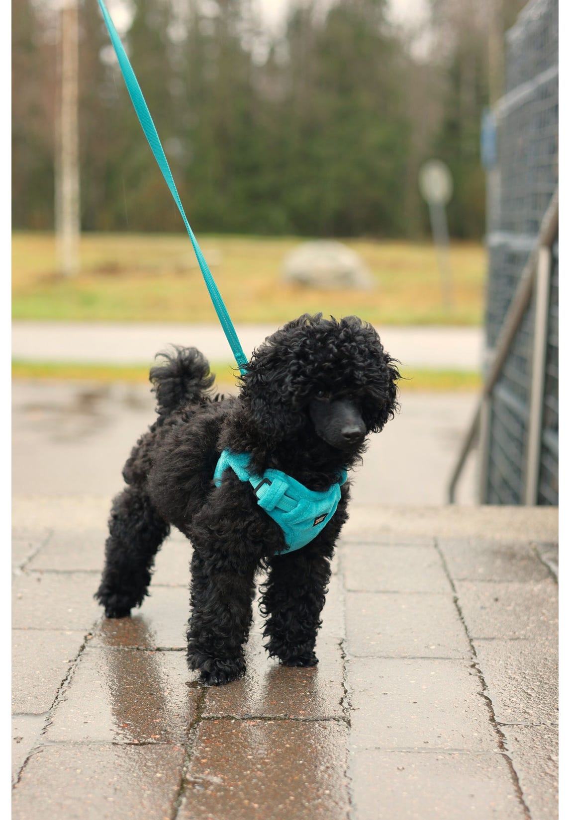 Rukka Tiny Harness for small dogs - Turquoise - 4