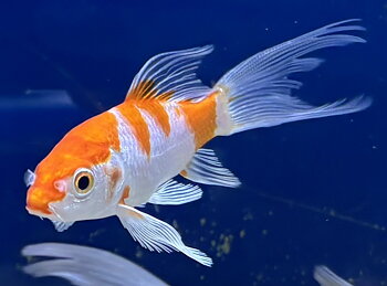 Koi Mix Butterfly 7-10cm (Cyprinus carpio var.)