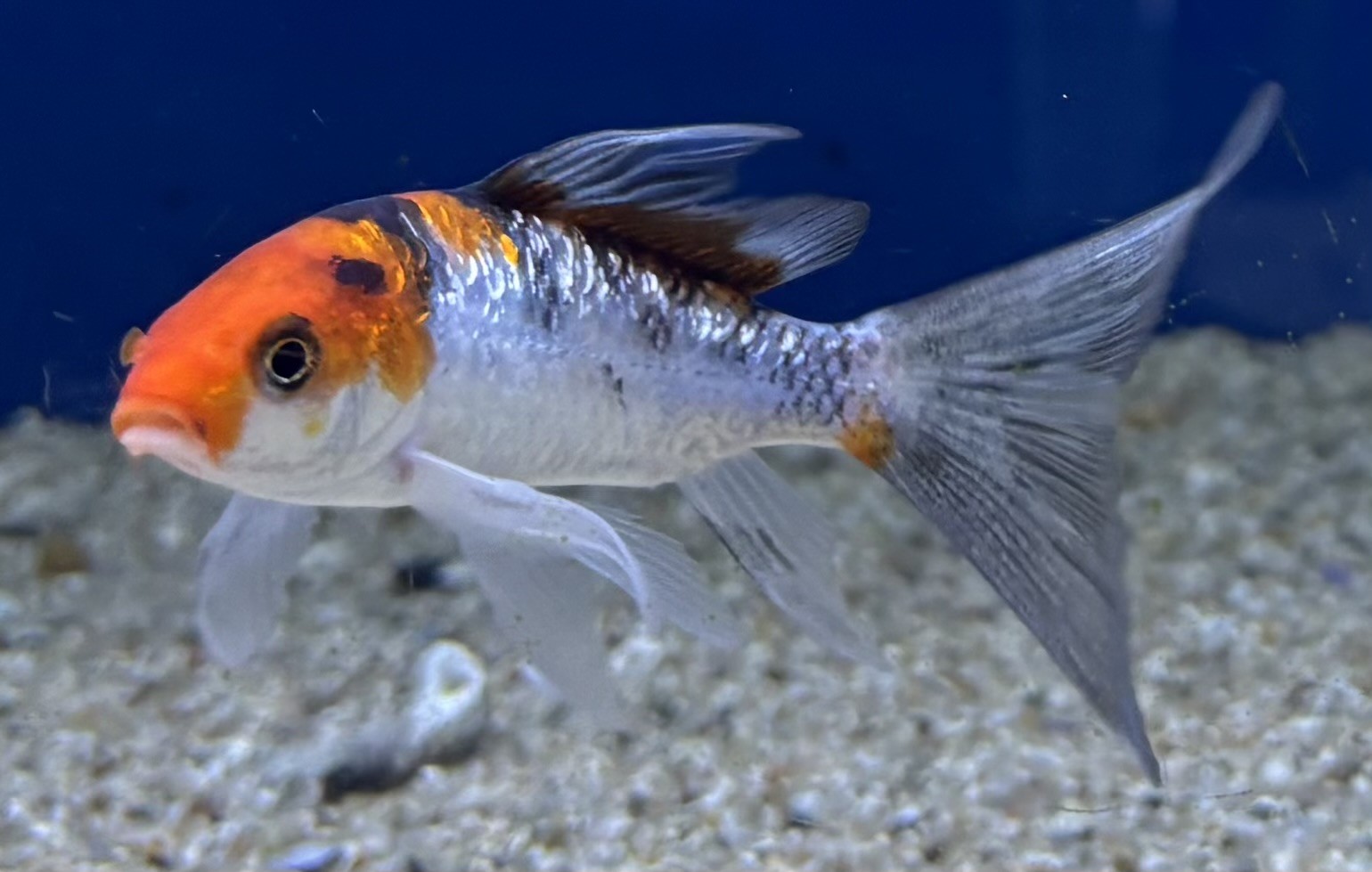 Koi Mix Butterfly 7-10cm (Cyprinus carpio var.) - 2