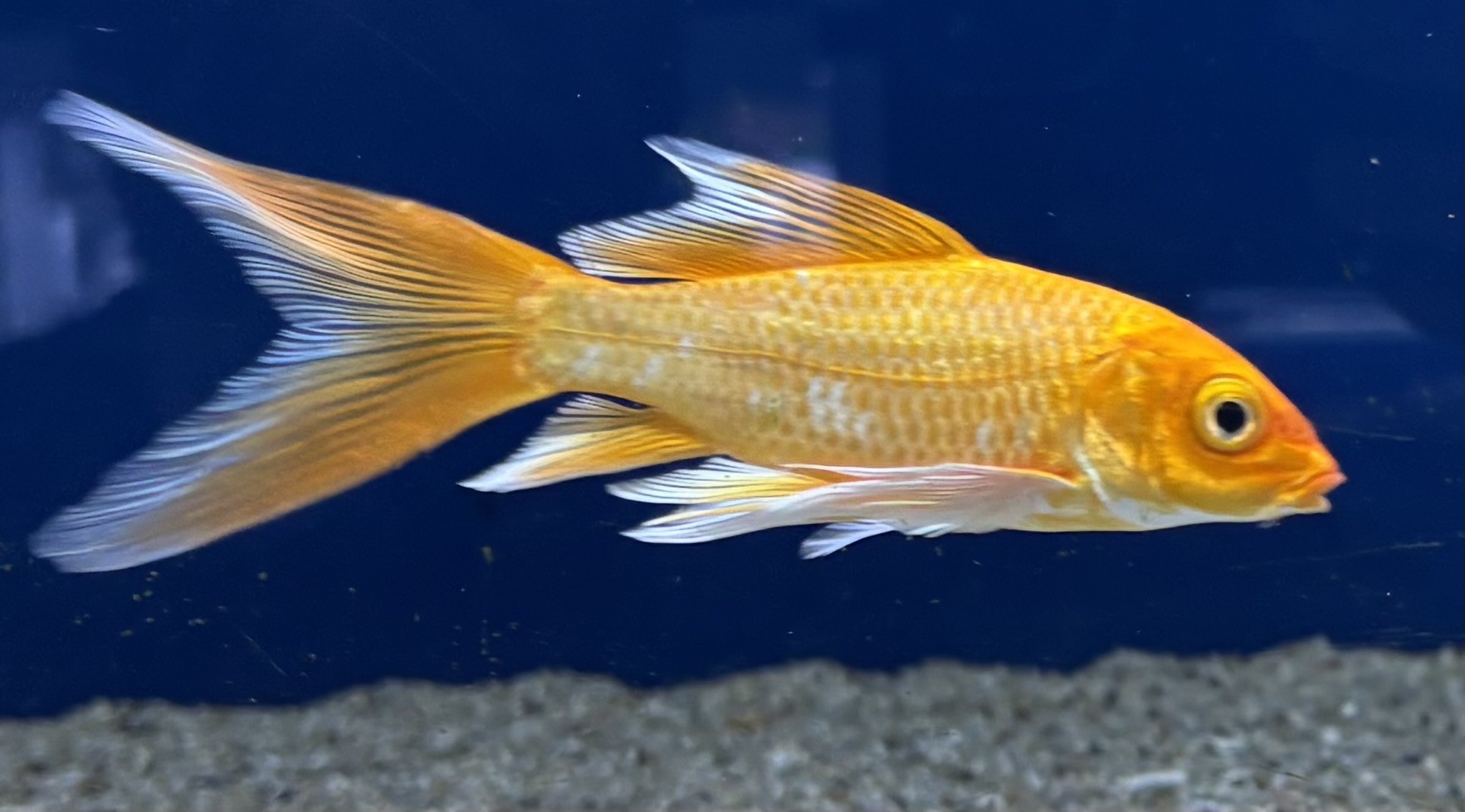 Koi Mix Butterfly 7-10cm (Cyprinus carpio var.) - 3