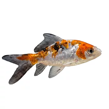 Koi Mix Butterfly 7-10cm (Cyprinus carpio var.)