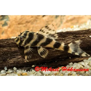 Candy striped dwarf pleco, L015 (Peckoltia sp. 'L015') 6-8 cm