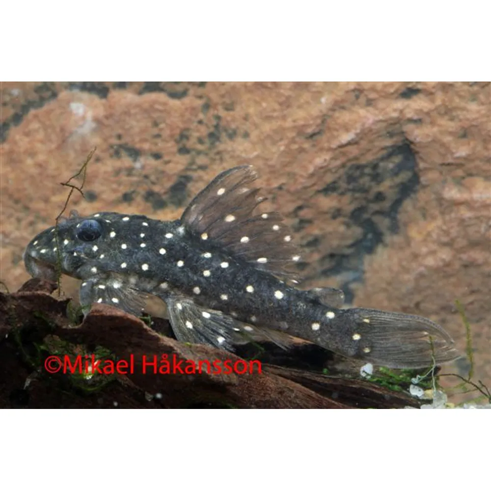 Hypancistrus  L201 (Hypancistrus Sp) 4-6 cm