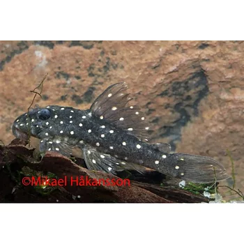 Hypancistrus  L201 (Hypancistrus Sp) 4-6 cm