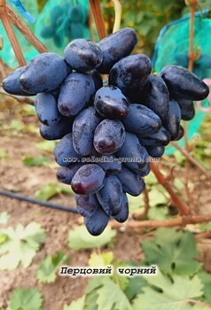 Black Pepper