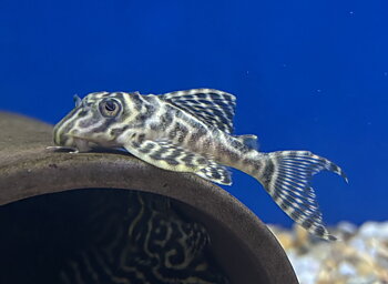 Cracked Zebra Pleco, L236 (Hypancistrus sp. 'L236') 5-7cm