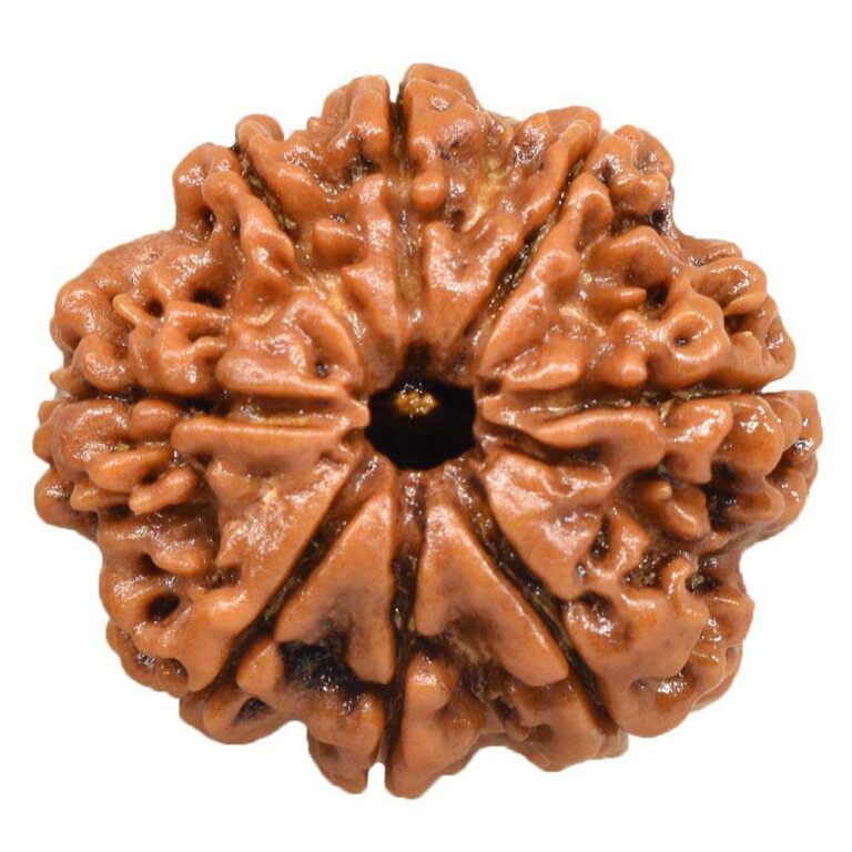 Single Rudraksh 8 Mukhi- Natural