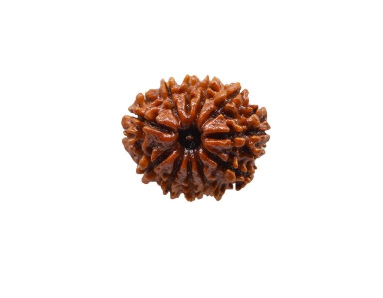 Single Rudraksh 11 Mukhi- Natural