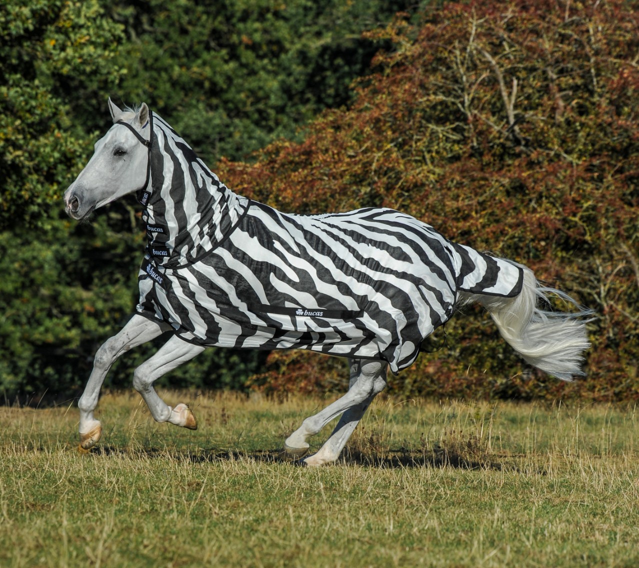 Bucas - Sweet-Itch Rug Zebra