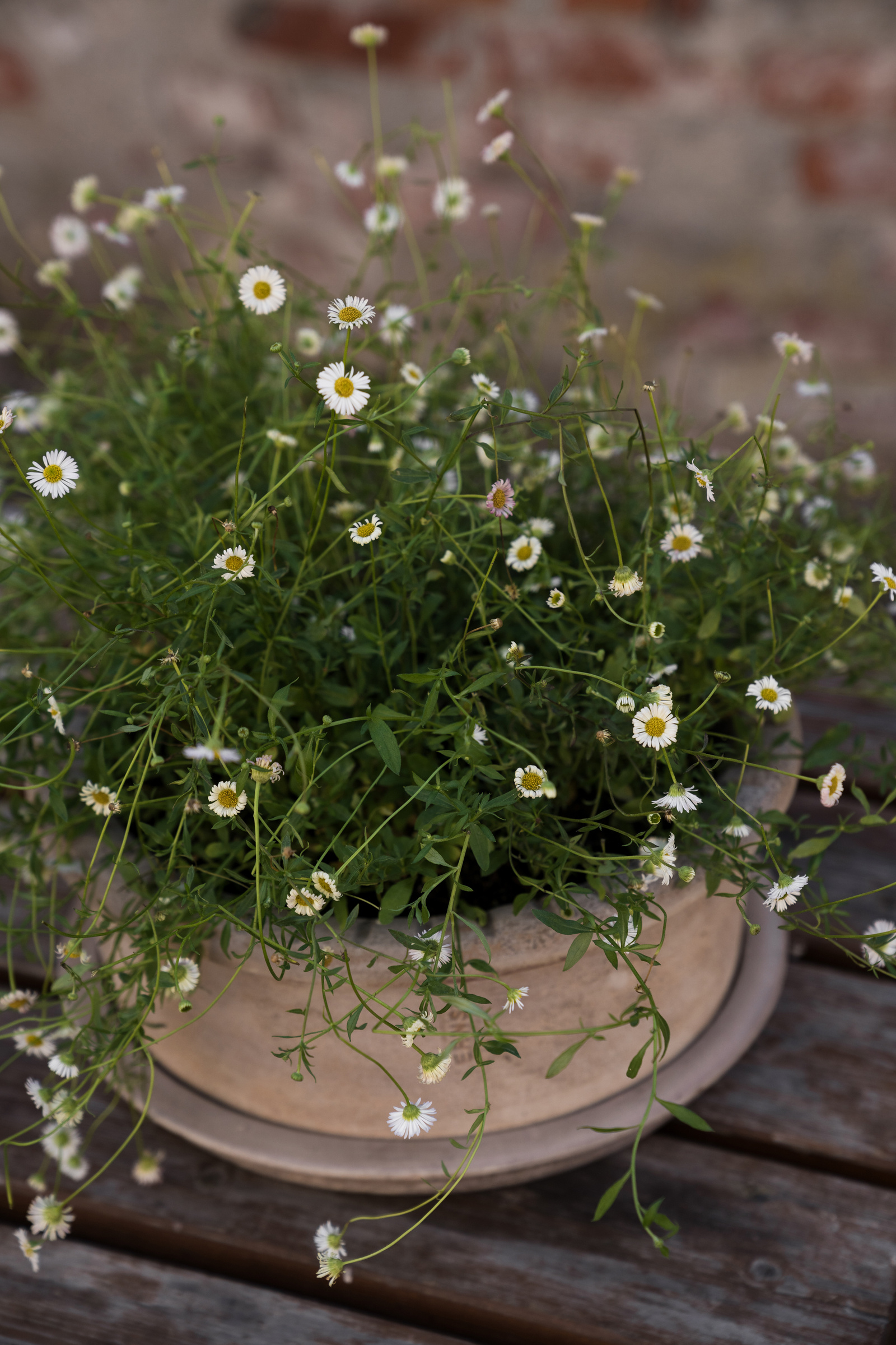 Ernst Kruka med fat - Terracotta - 33x12 cm