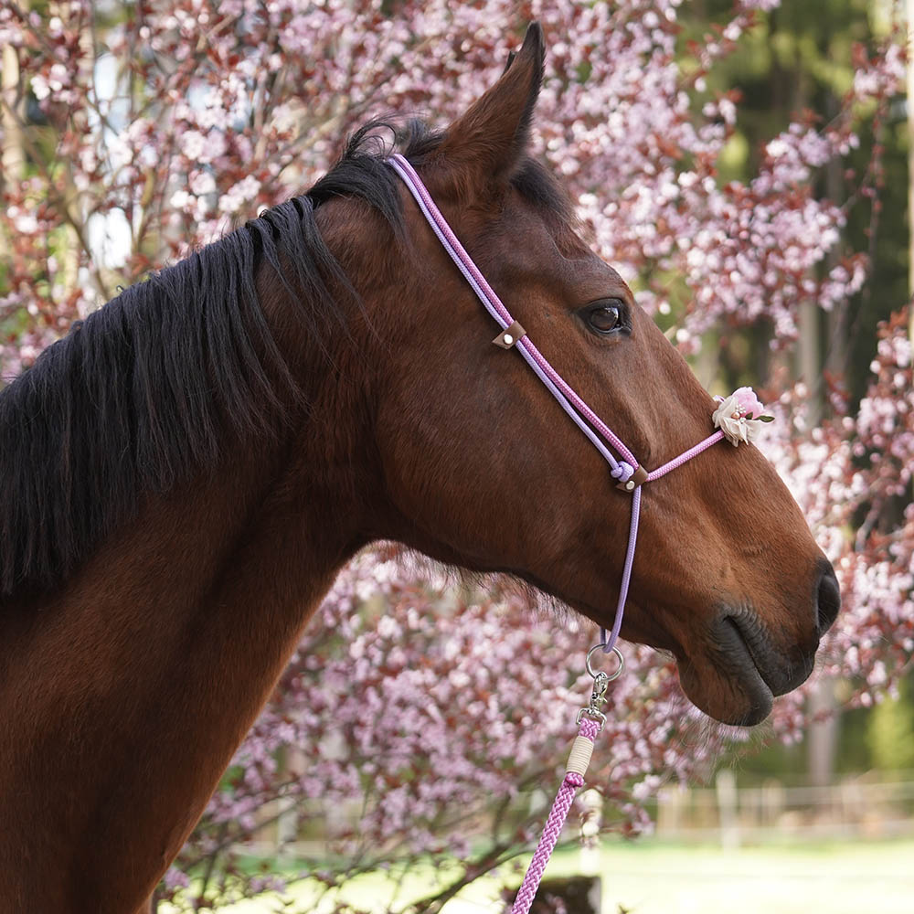 SuenoPets 2-in-1 halsring  / repgrimma