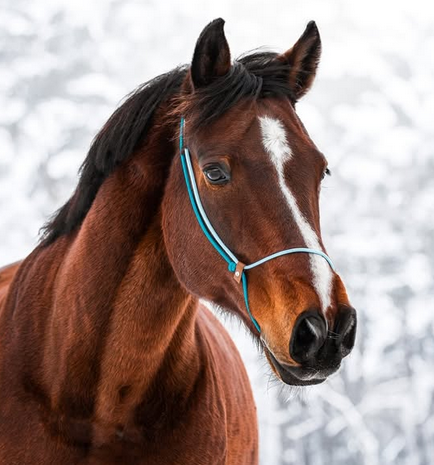 SuenoPets 2-in-1 halsring  / repgrimma - 10