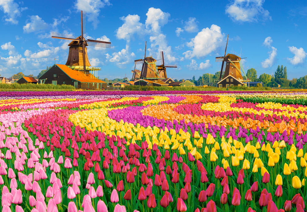Dutch Windmills Among Tulips, puslespil med 1000 brikker (C-105540)