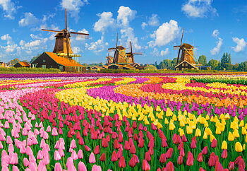 Dutch Windmills Among Tulips, puslespil med 1000 brikker (C-105540)