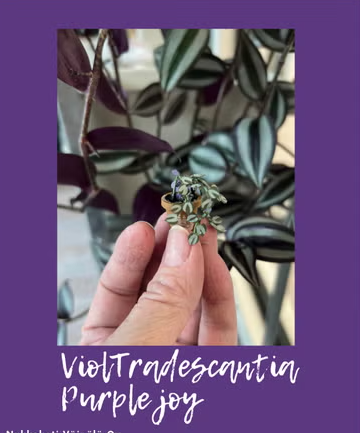 Tradescantia- blomkit - från Nukkekoti Väinölä