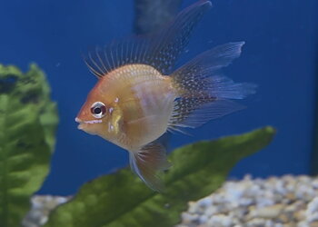 Fjärilsciklid Guld Ballong Longfin (Mikrogeophagus ramirezi)