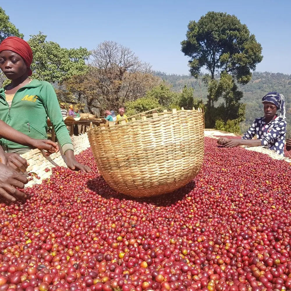Gringo Nordic - Hambela Decaf - Guji - Ekologiska (SE-EKO-04) Mellanrostade hela kaffebönor - 250g - 2