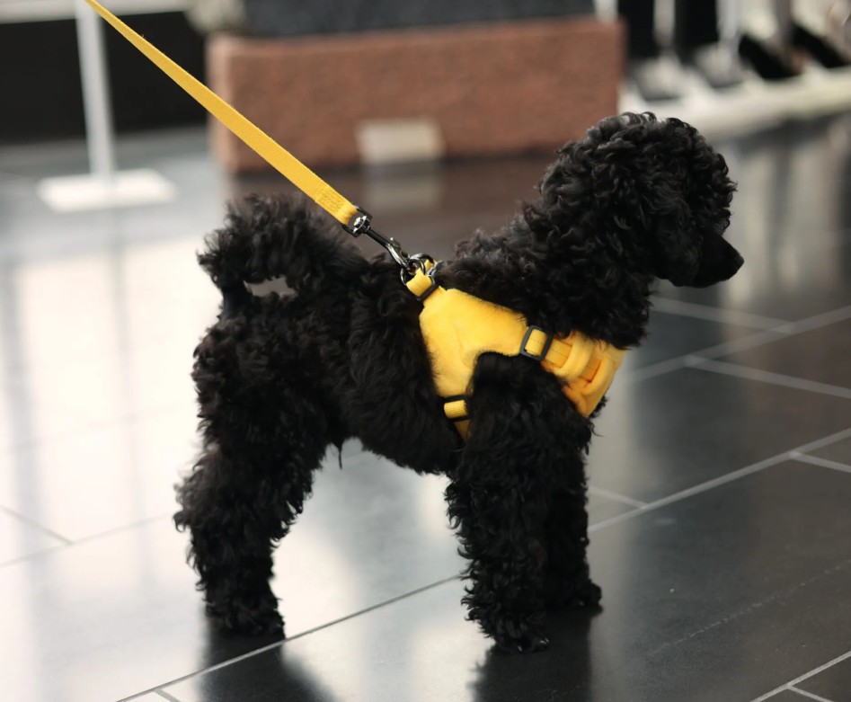 Tiny Harness, Rukka, gul - 3