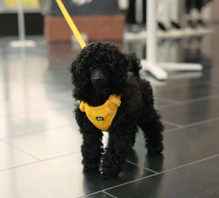 Tiny Harness, Rukka, gul - 2