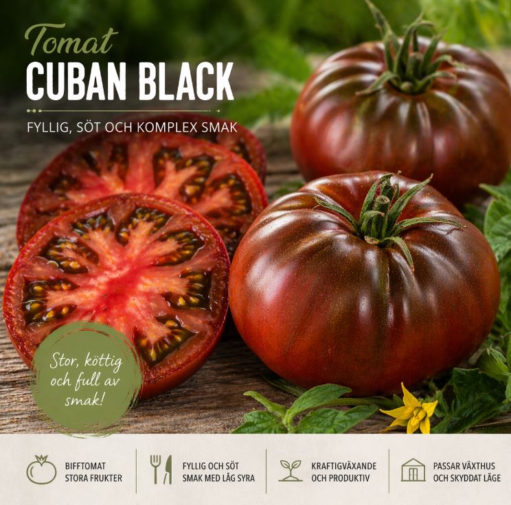 Tomat ‘Cuban Black’ – djup smak med sammetslen karaktär