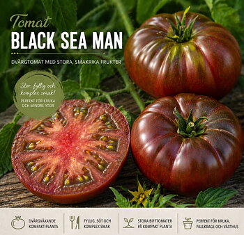 Tomat ‘Black Sea Man’ – kompakt planta med stor, fyllig smak