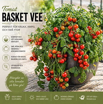 Tomat ‘Basket Vee’ – perfekt för kruka och ampel