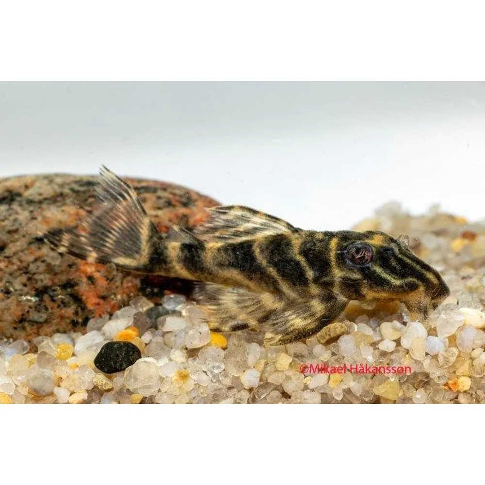 Colombian zebra pleco, L129 (Hypancistrus debilittera) 4-6 cm