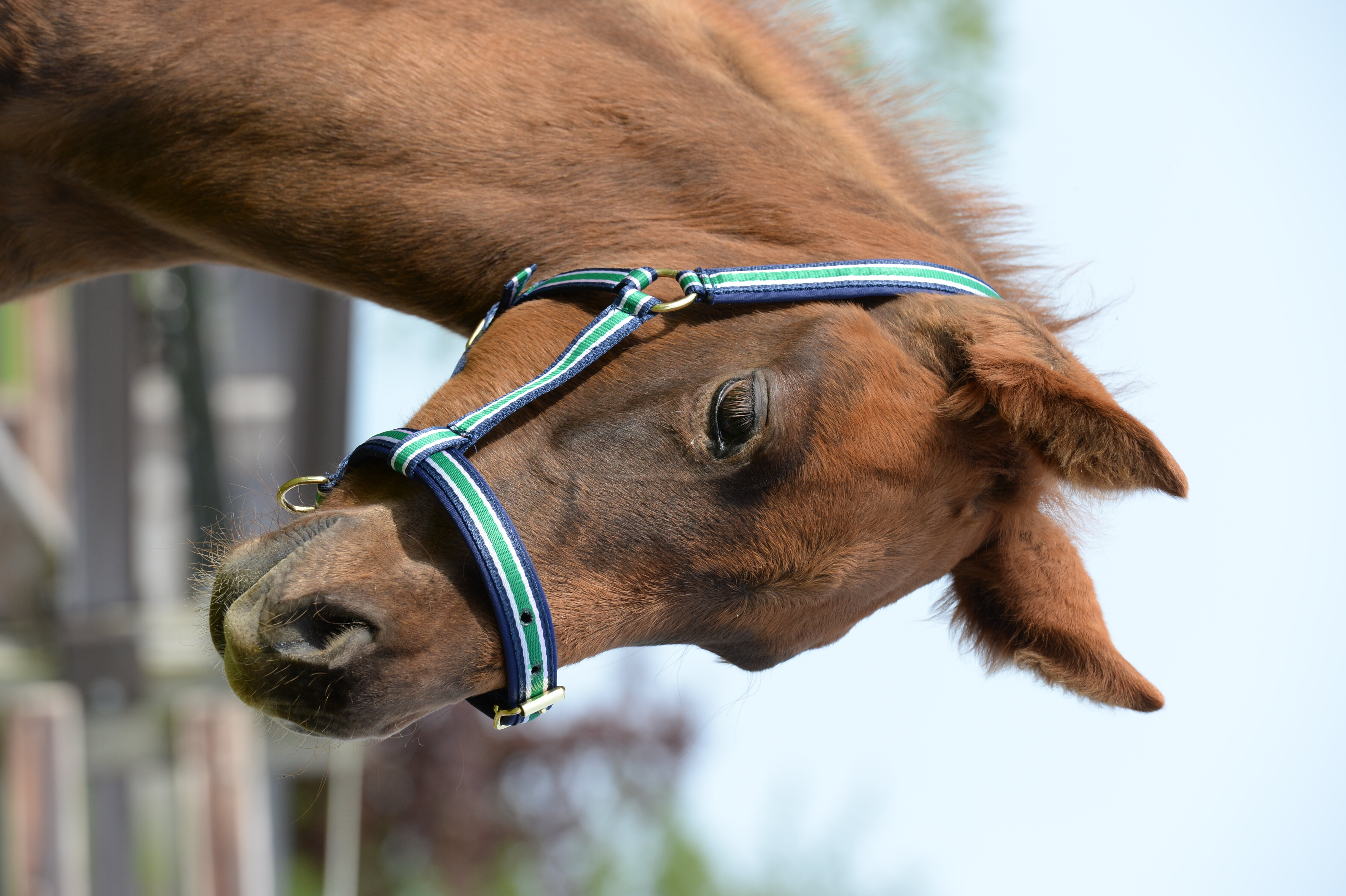 Bucas Dublin Halter - Navy - Foal - 2