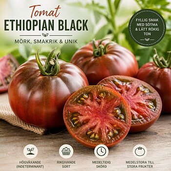 Tomat ‘Ethiopian Black’ – Mörk, smakrik delikatess