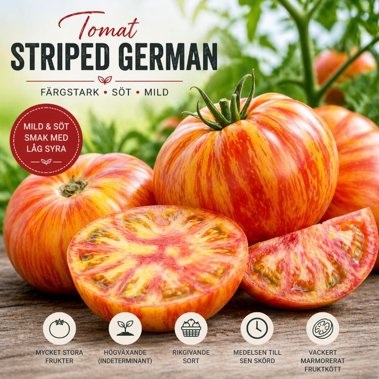 Tomat ‘Striped German’ – Färgsprakande bifftomat med mild sötma