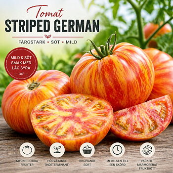 Tomat ‘Striped German’ – Färgsprakande bifftomat med mild sötma