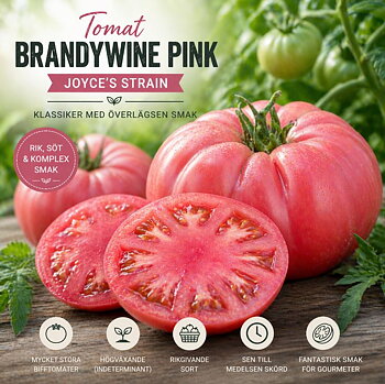 Tomat ‘Brandywine Pink – Joyce’s Strain’ – Klassisk bifftomat med överlägsen smak