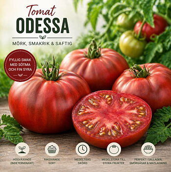 Tomat ‘Odessa’ – Mörk, saftig och full av smak