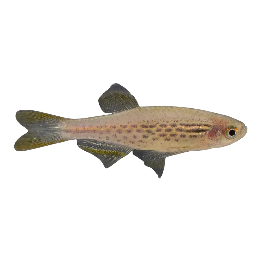 Guldringsdanio /TW02 danio (Danio tinwini)