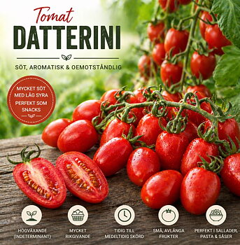 Tomat ‘Datterini’ – Liten, söt och oemotståndlig