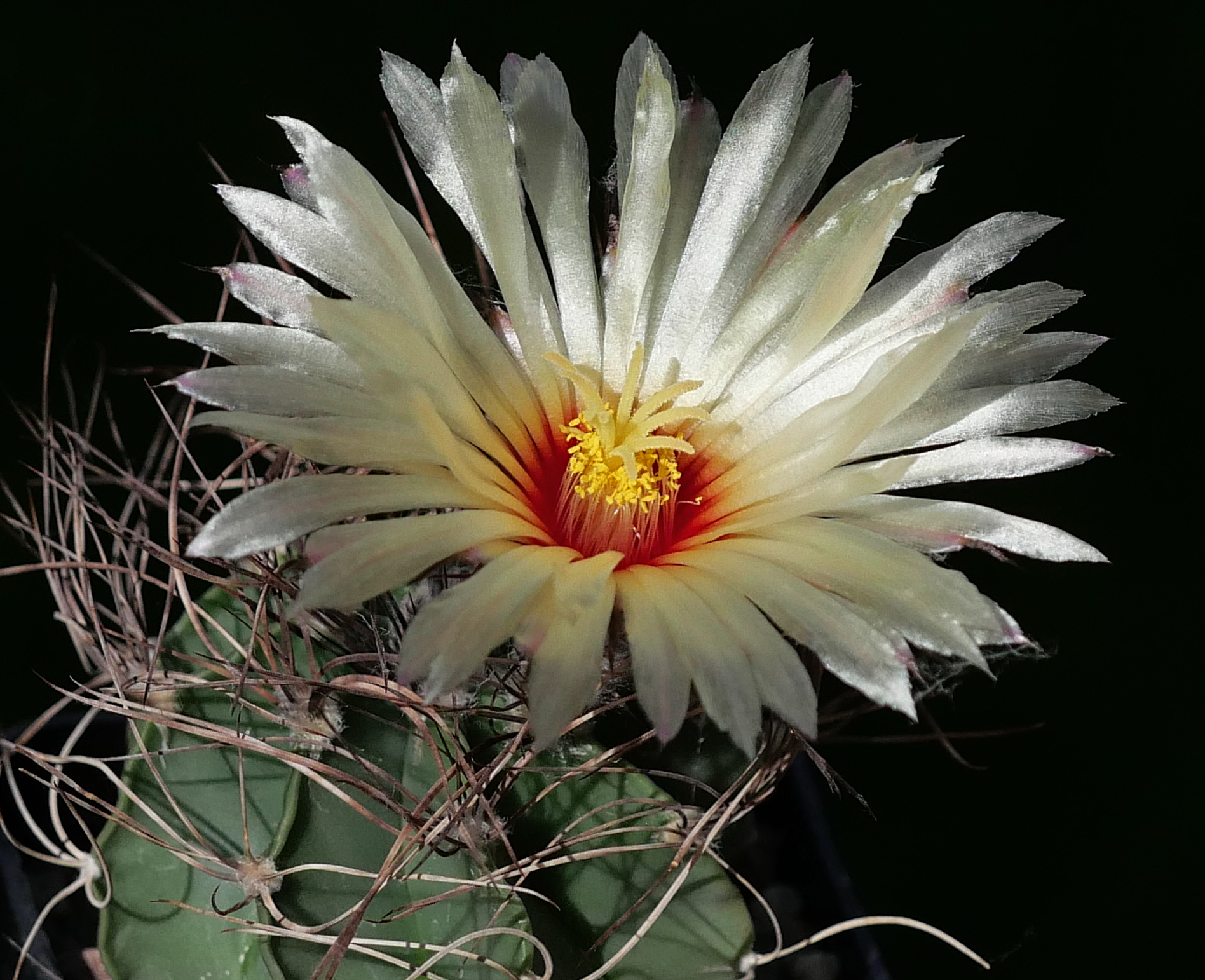 [PLANT/PFLANZE] Astrophytum senile RS 747