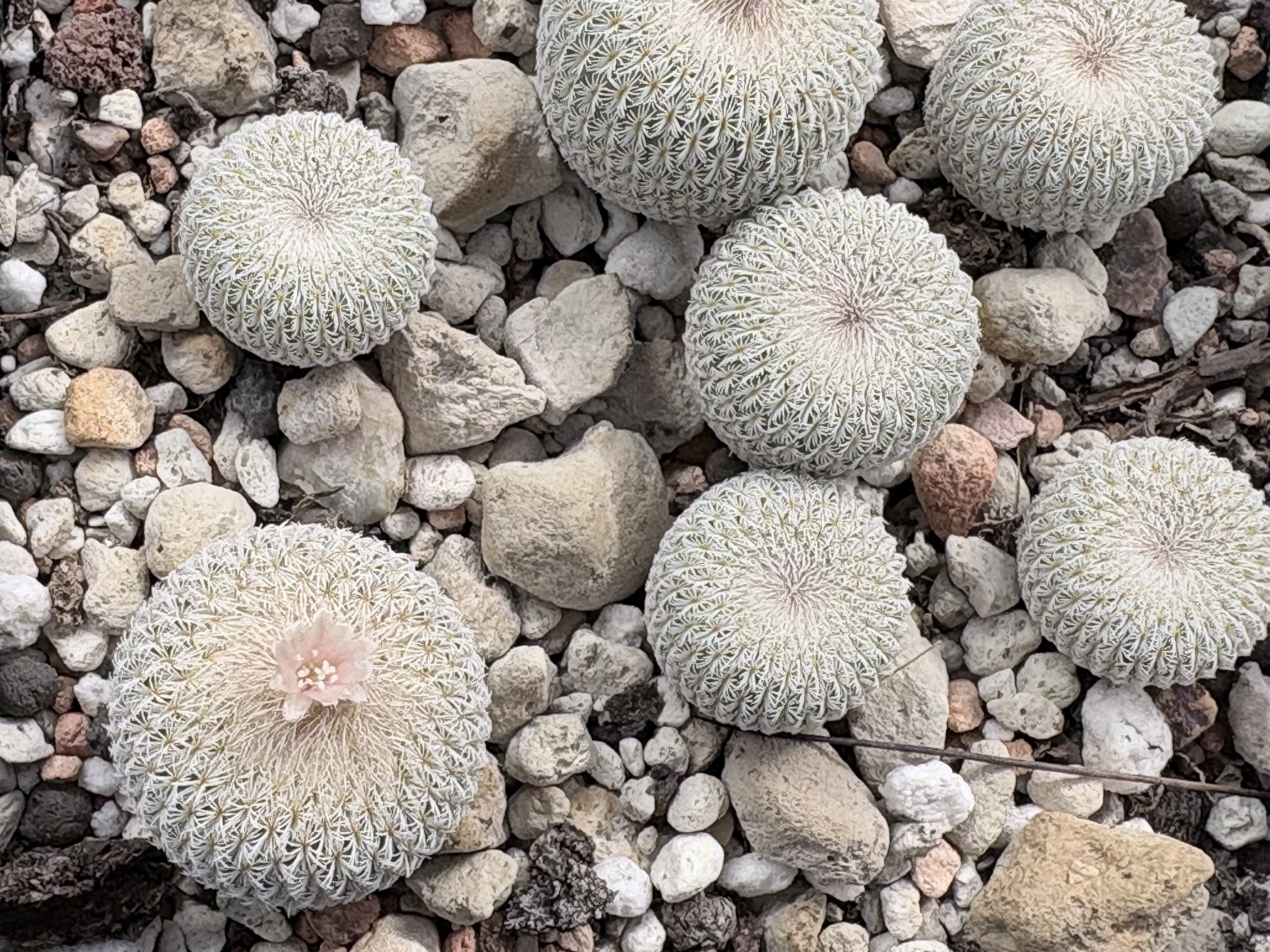 [PLANT/PFLANZE] Epithelantha ilarae VM 656