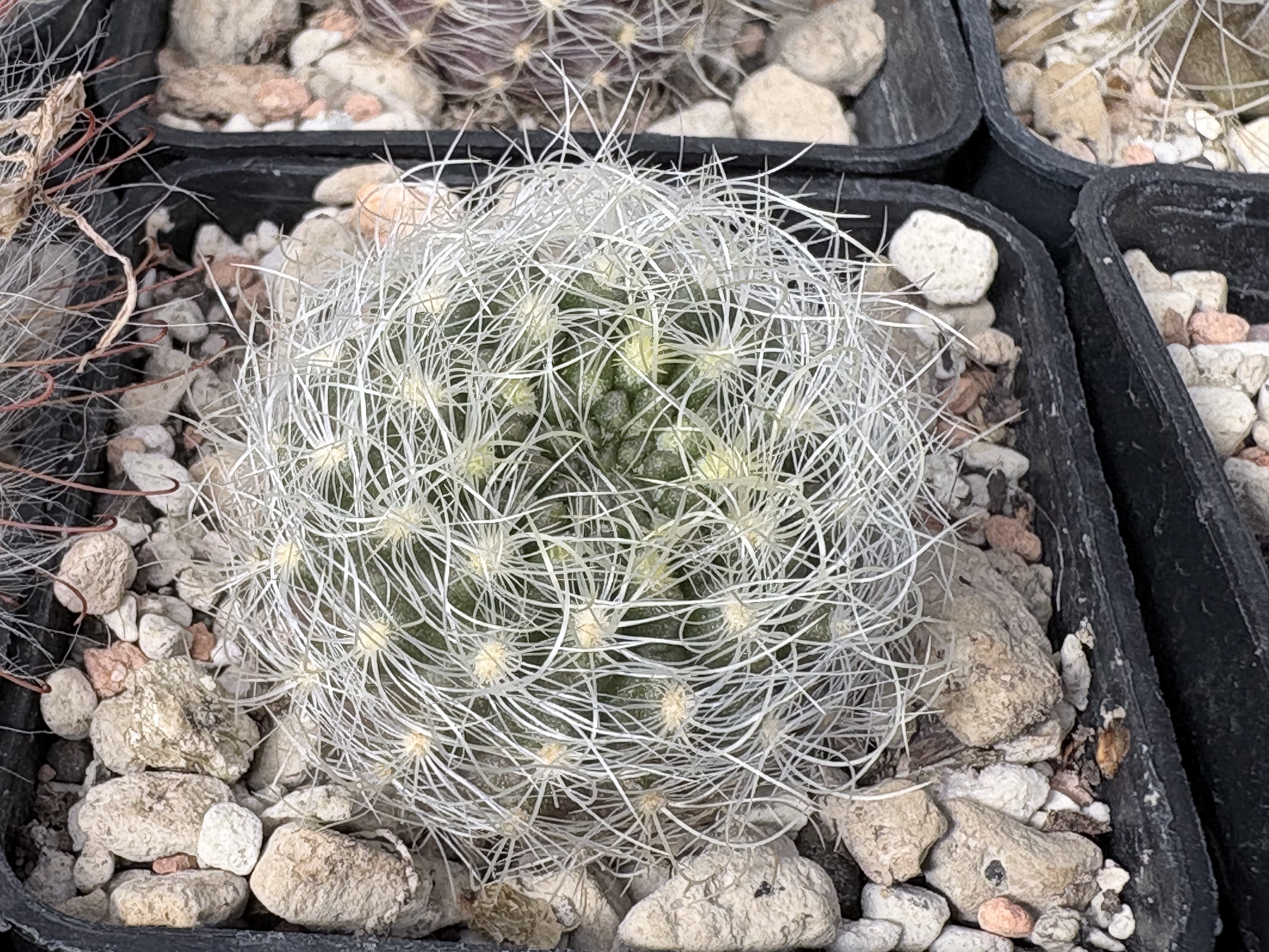 [PLANT/PFLANZE] Eriosyce senilis 'multicolor' FK 422