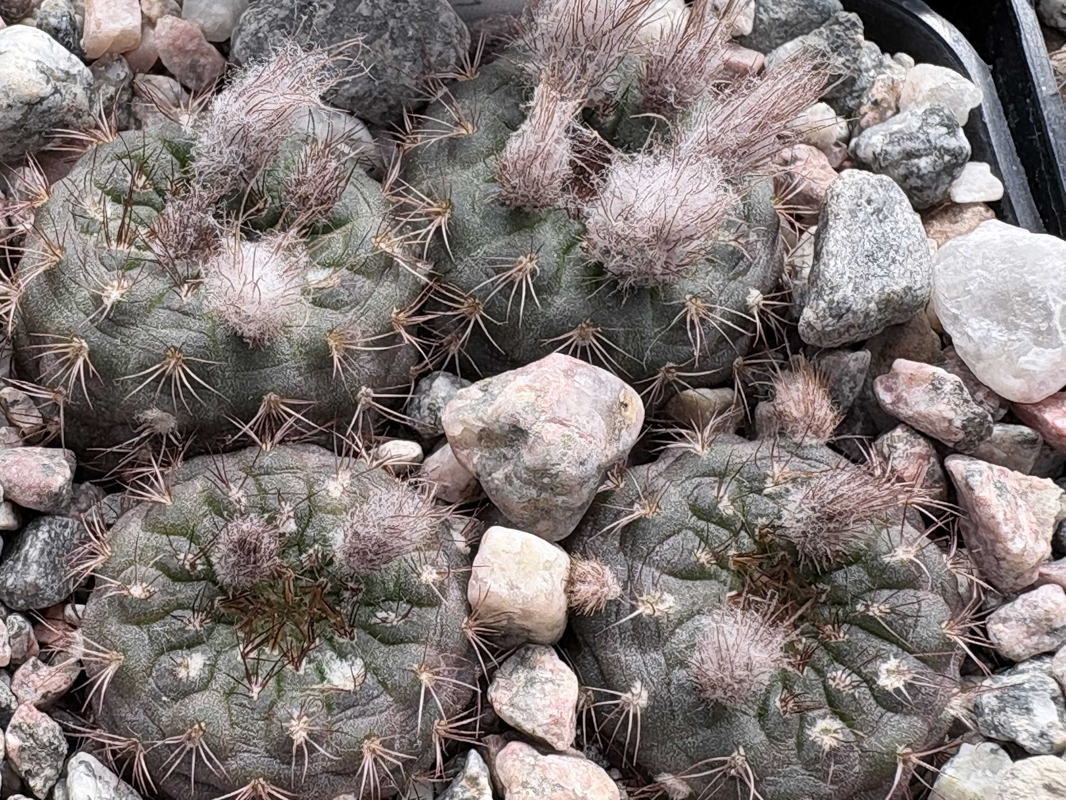 [PLANT/PFLANZE] Frailea friedrichii VOS 304
