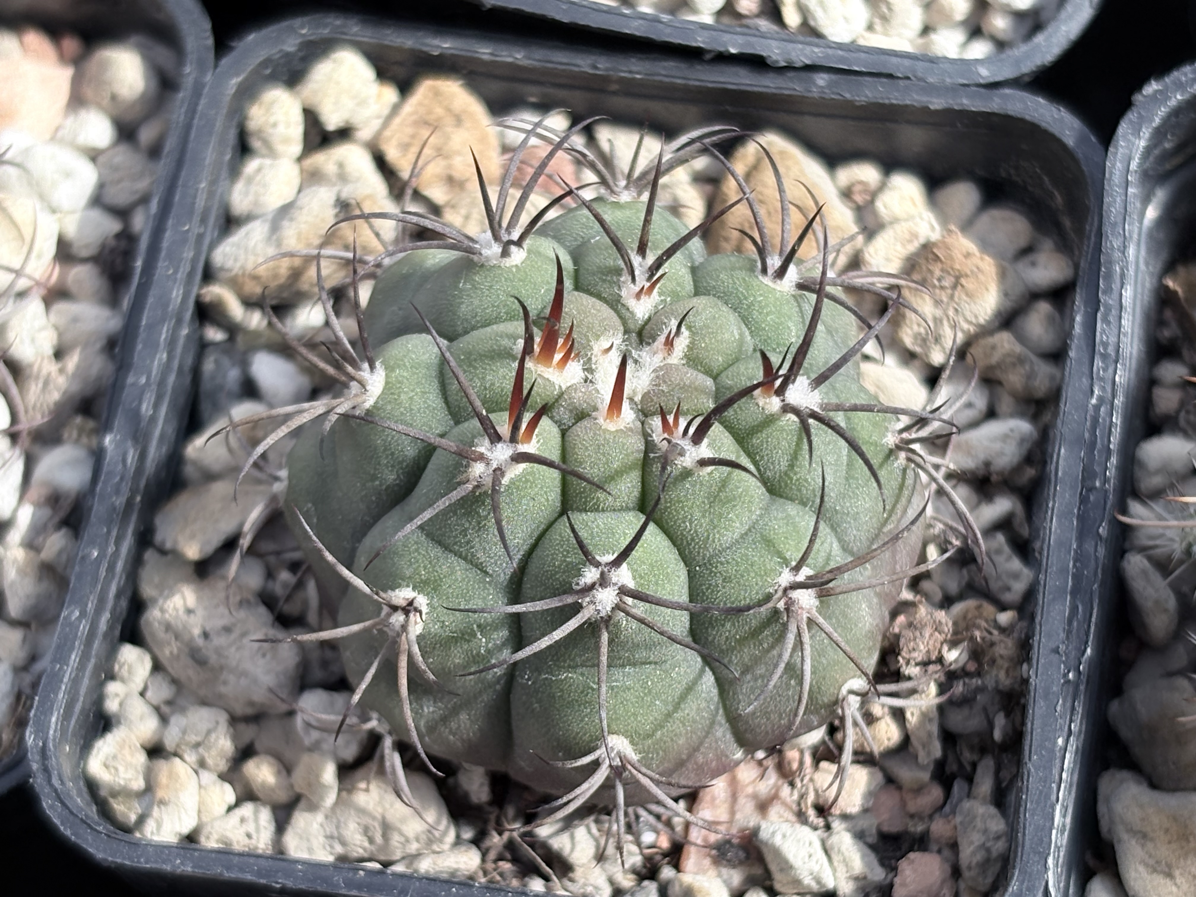 [PLANT/PFLANZE] Gymnocalycium pflanzii MN 461
