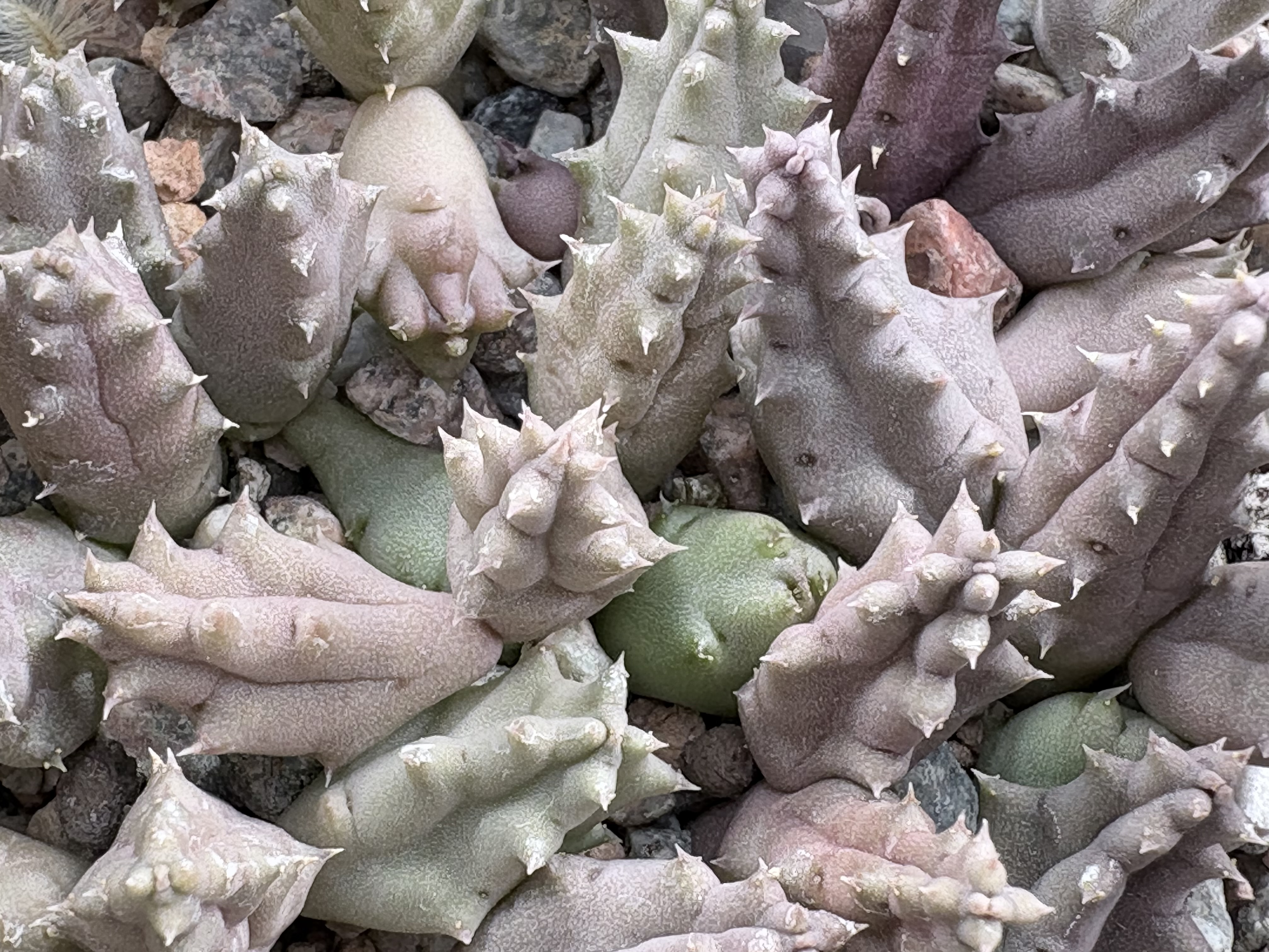 [PLANT/PFLANZE] Piaranthus geminatus v. foetidus (Dysseldorp)