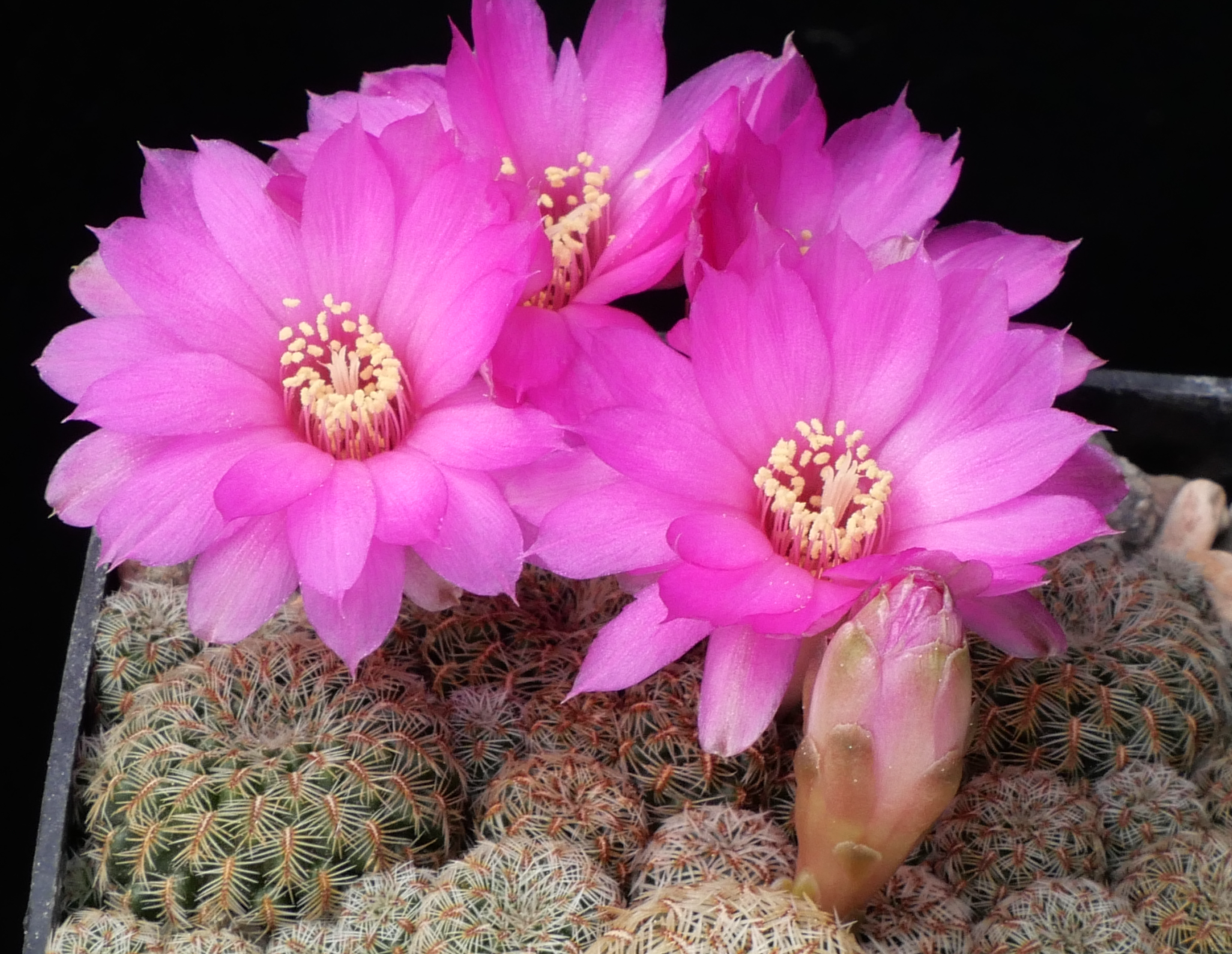 [PLANT/PFLANZE] Sulcorebutia gemmae MN 644