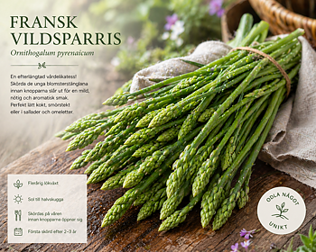 Fransk vildsparris – Ornithogalum pyrenaicum