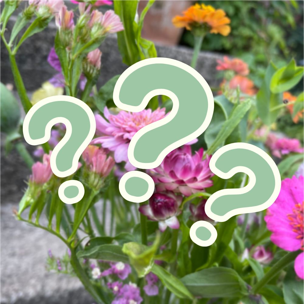 MYSTERY PACK - Blomfröer