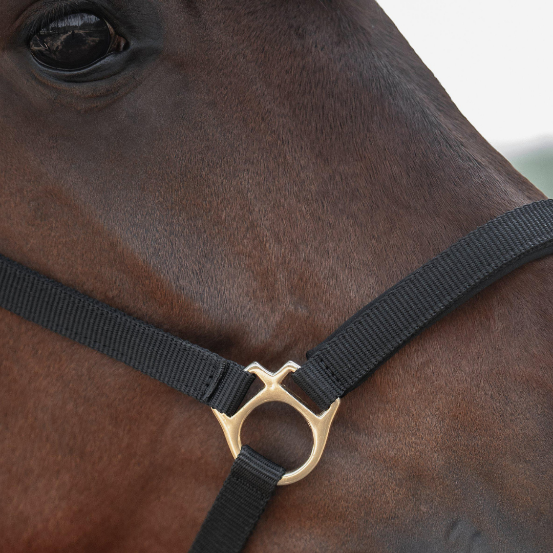 PROTECTOR GRIMMA TRACK - 3