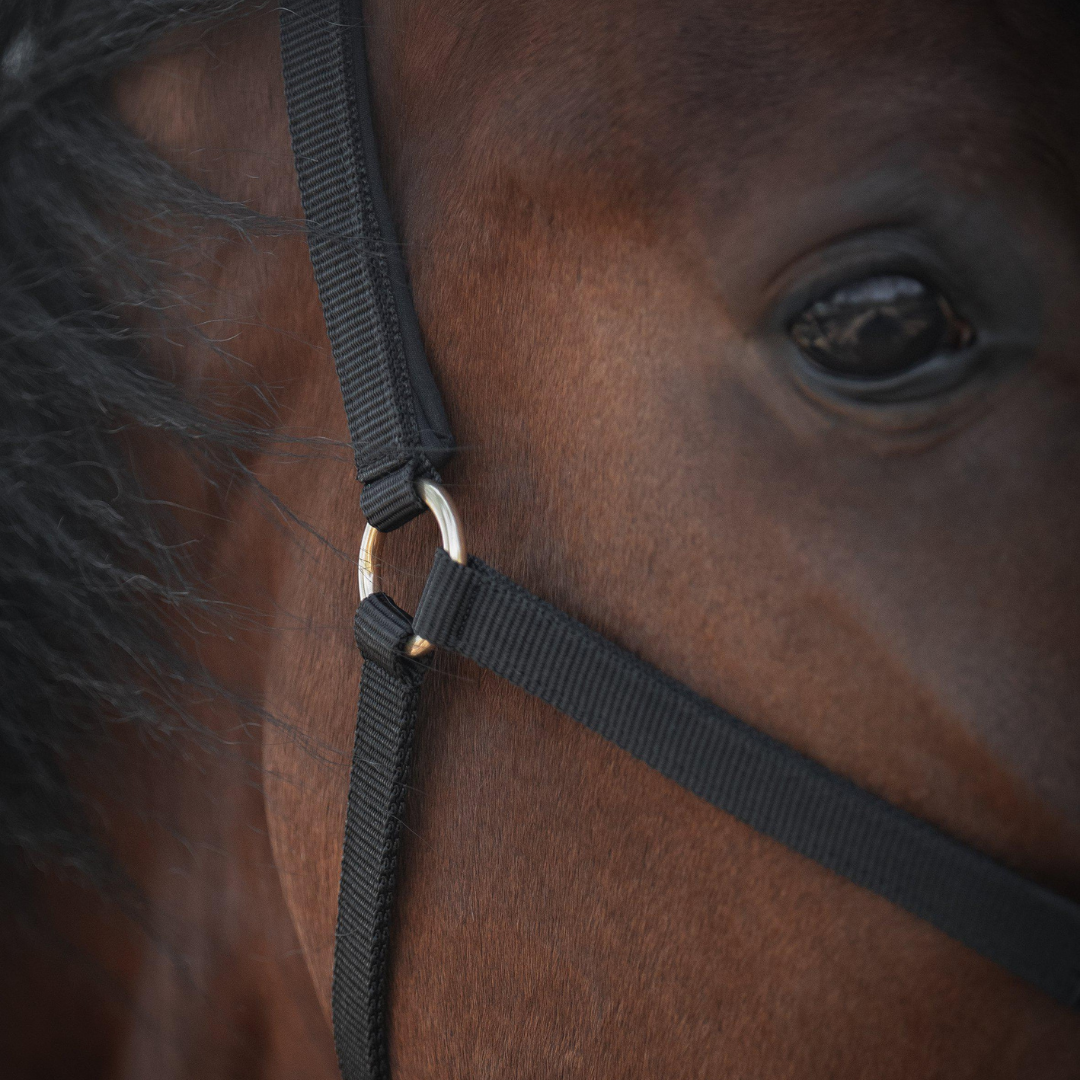 PROTECTOR GRIMMA TRACK - 2