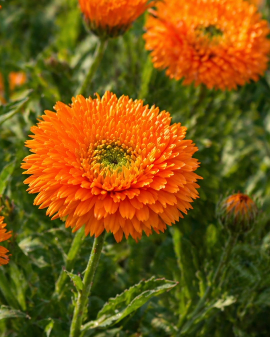 Ringblomma - Greenheart Orange